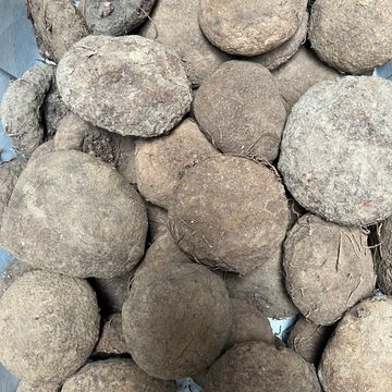 Cyclamen hederifolium