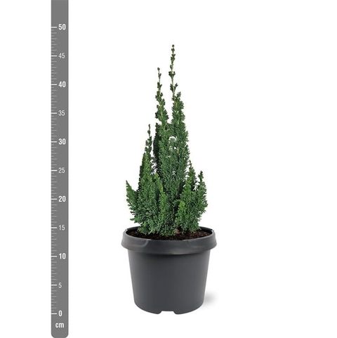 Chamaecyparis lawsoniana 'Wissel's Saguaro'