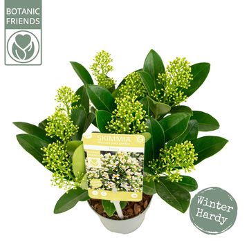 Skimmia japonica 'Finchy'