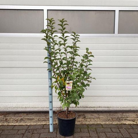 Malus 'Evereste'