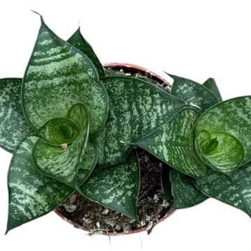 Sansevieria 'Ehrendel'