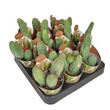 Trichocereus bridgesii monstruosus