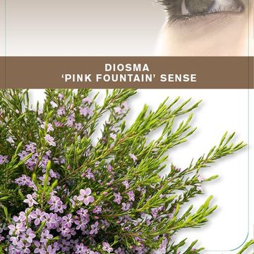 Diosma hirsuta 'Pink Fountain'