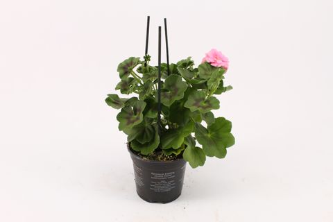 Pelargonium ROYAL LIGHT PINK