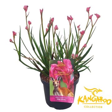 Anigozanthos 'Bush Inferno'