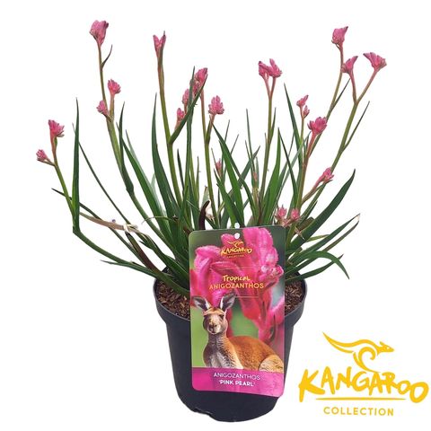 Anigozanthos 'Bush Inferno'