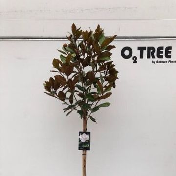 Magnolia grandiflora 'Little Gem'