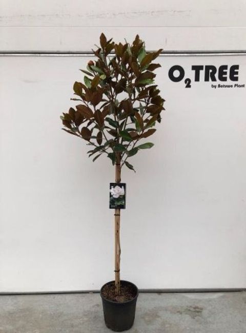 Magnolia grandiflora 'Little Gem'