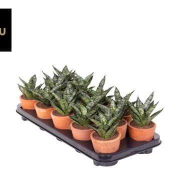 Sansevieria 'Comet Ming Green Marble'