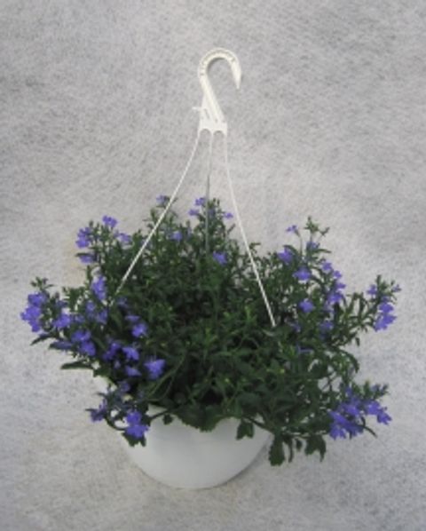 Lobelia erinus