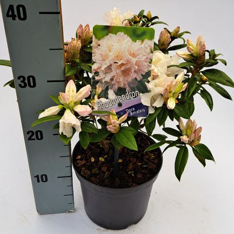 Rhododendron 'Дора Аматеис'