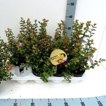 Symphoricarpos x doorenbosii MIX