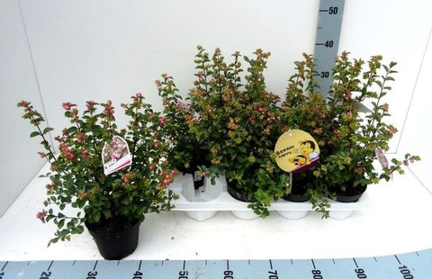 Symphoricarpos x doorenbosii MIX