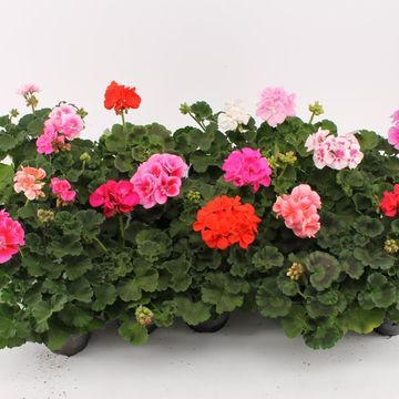 Pelargonium ZONALE MIX Pelargonium ZONALE MIX