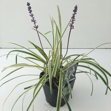 Liriope muscari 'Variegata'