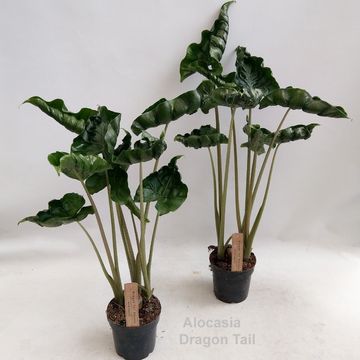 Alocasia 'Dragon Tail'