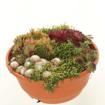 Sempervivum MIX IN POT