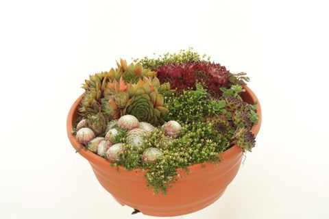 Sempervivum MIX IN POT