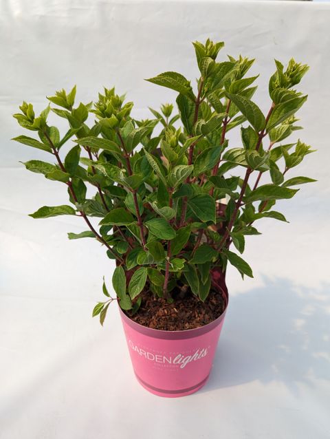 Hydrangea paniculata PINKLIGHT