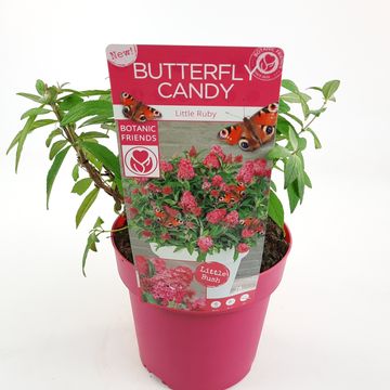 Buddleja davidii BUTTERFLY CANDY LITTLE RUBY