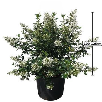 Escallonia 'Iveyi'