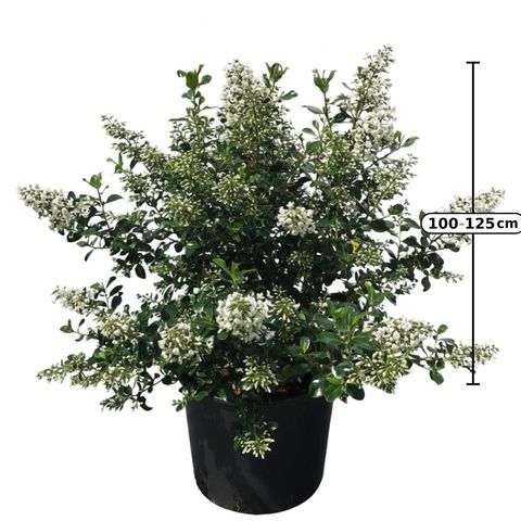 Escallonia 'Iveyi'