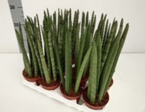 Sansevieria cylindrica