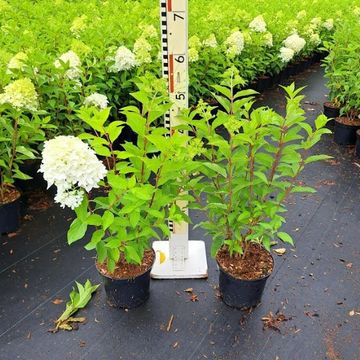Hydrangea paniculata SKYFALL