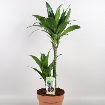 Dracaena fragrans 'Green Jewel'