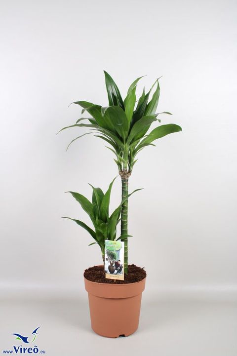 Dracaena fragrans 'Green Jewel'