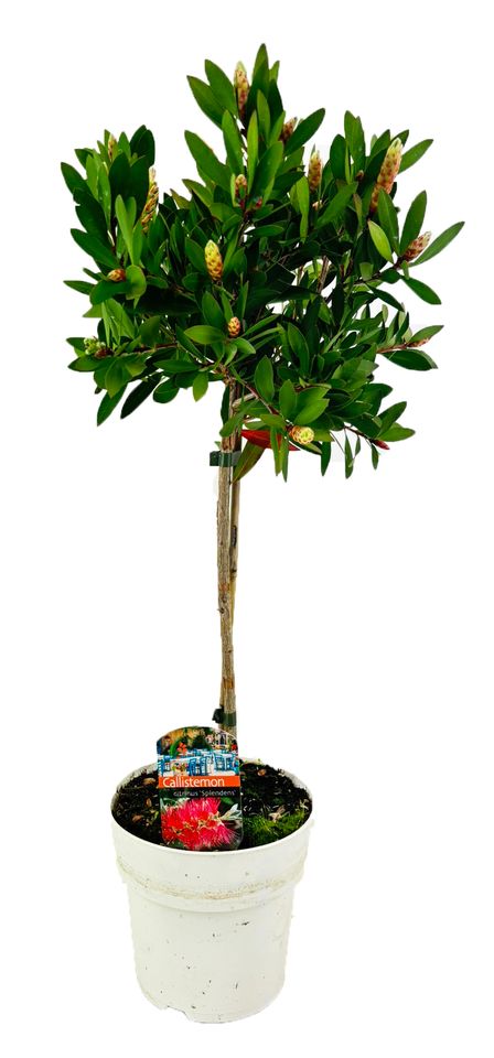 Callistemon 'Masotti'