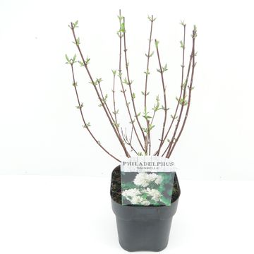 Philadelphus 'Snowbelle'