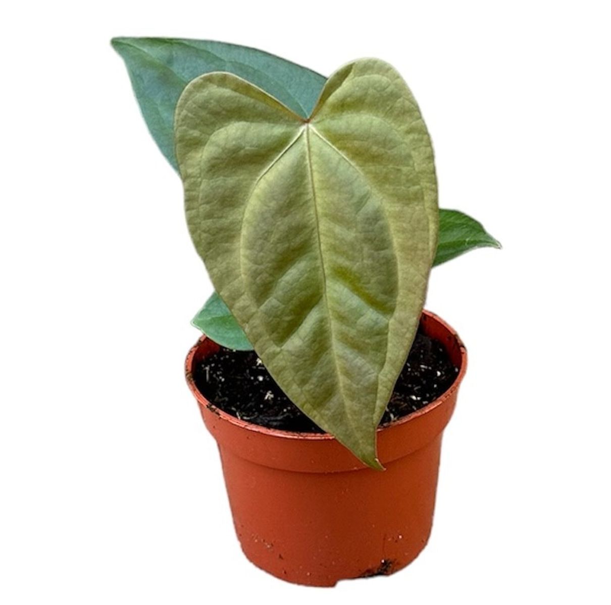 Anthurium nigrolaminum x forgetii  Plant Wholesale FlorAccess