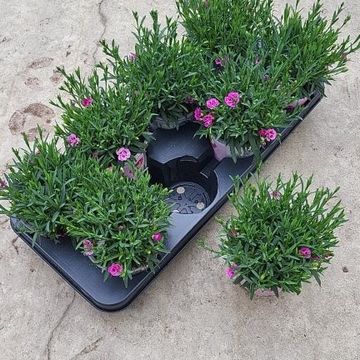 Dianthus PINK KISSES