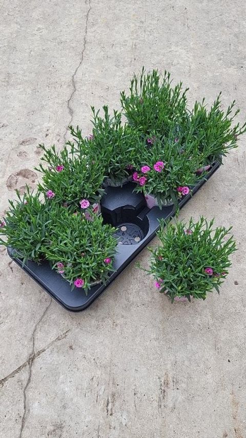 Dianthus PINK KISSES