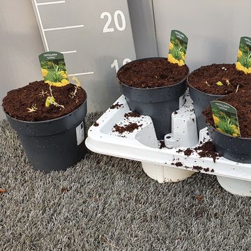 Fritillaria imperialis 'Lutea'