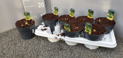 Fritillaria imperialis 'Lutea'