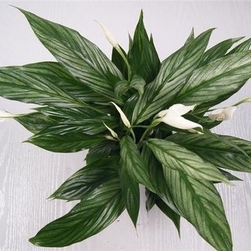 Spathiphyllum SILVER CUPIDO