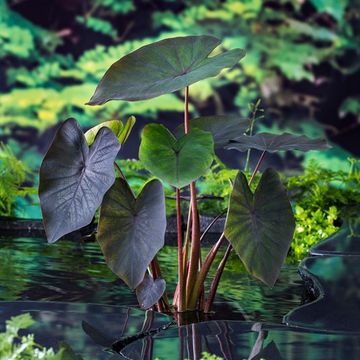 Colocasia 'Black Magic'