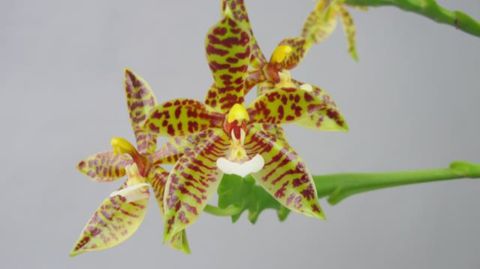 Phalaenopsis pantherina
