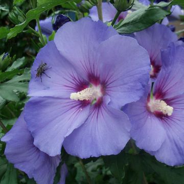 Hibiscus syriacus 'Oiseau Bleu'