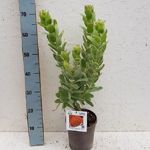 Leucospermum cordifolium 'Ayoba Tangerine Twist'