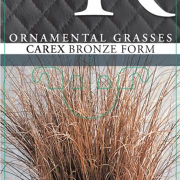 Carex comans 'Bronze Form'