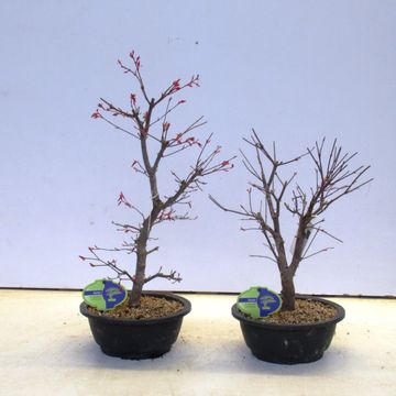 Acer palmatum 'Deshôjô'