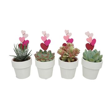 Succulents MIX IN POT