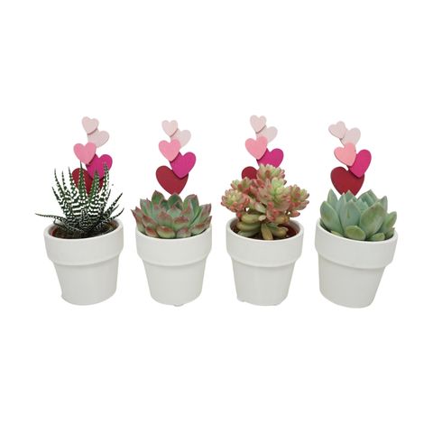 Succulents MIX IN POT