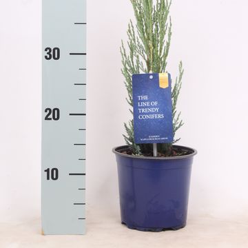 Juniperus scopulorum 'Blue Arrow'
