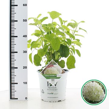 Hydrangea arborescens STRONG ANNABELLE / INCREDIBALL