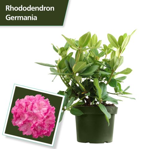 Rhododendron 'Германия'