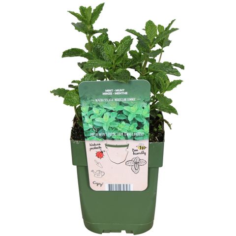 Mentha spicata 'Moroccan'